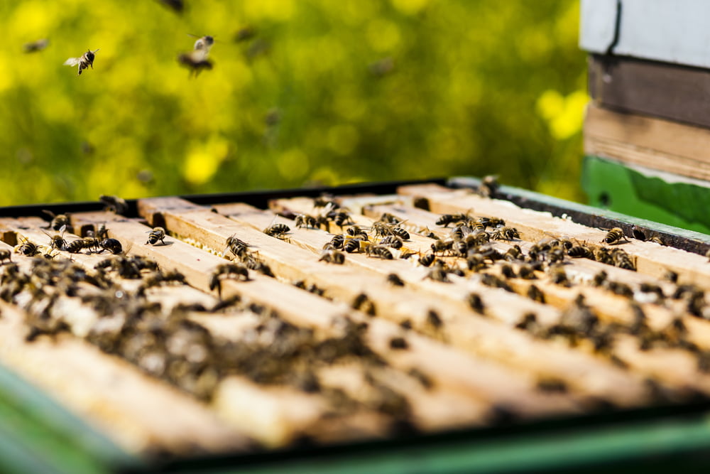 Abeilles Apiculteurs Ruches Miel