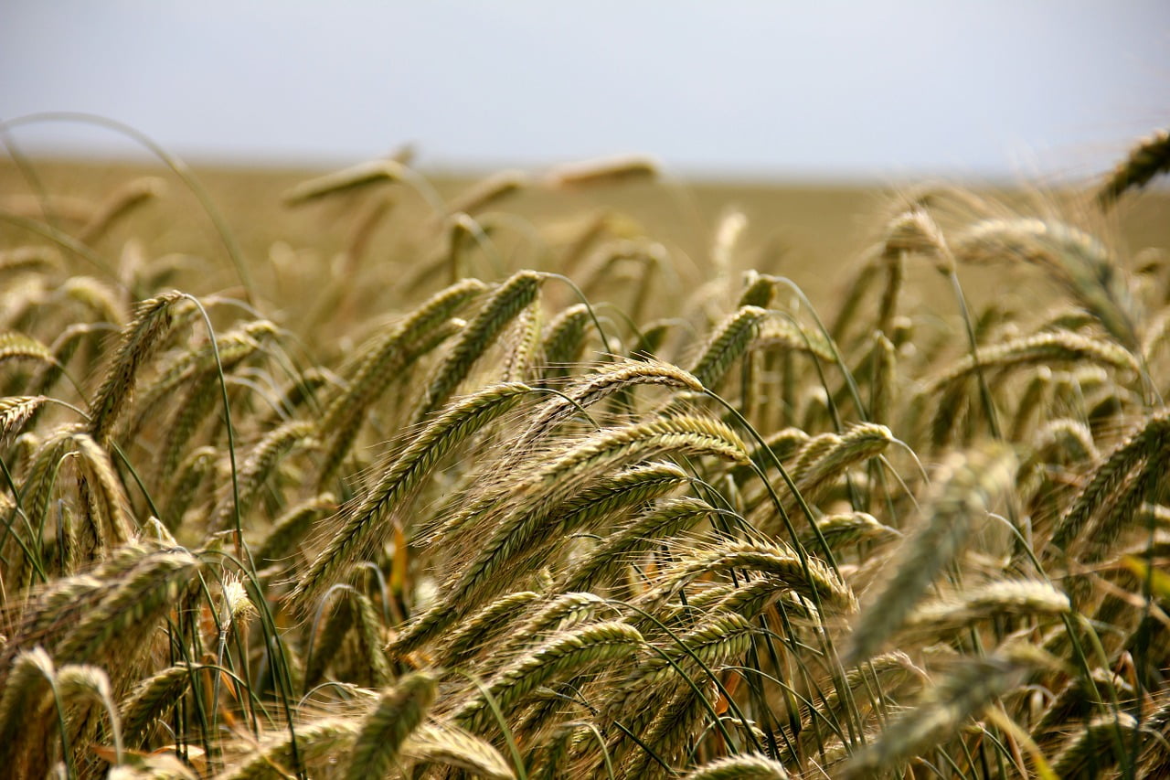 Agriculture Argent Salaire Gain Crise Suicide