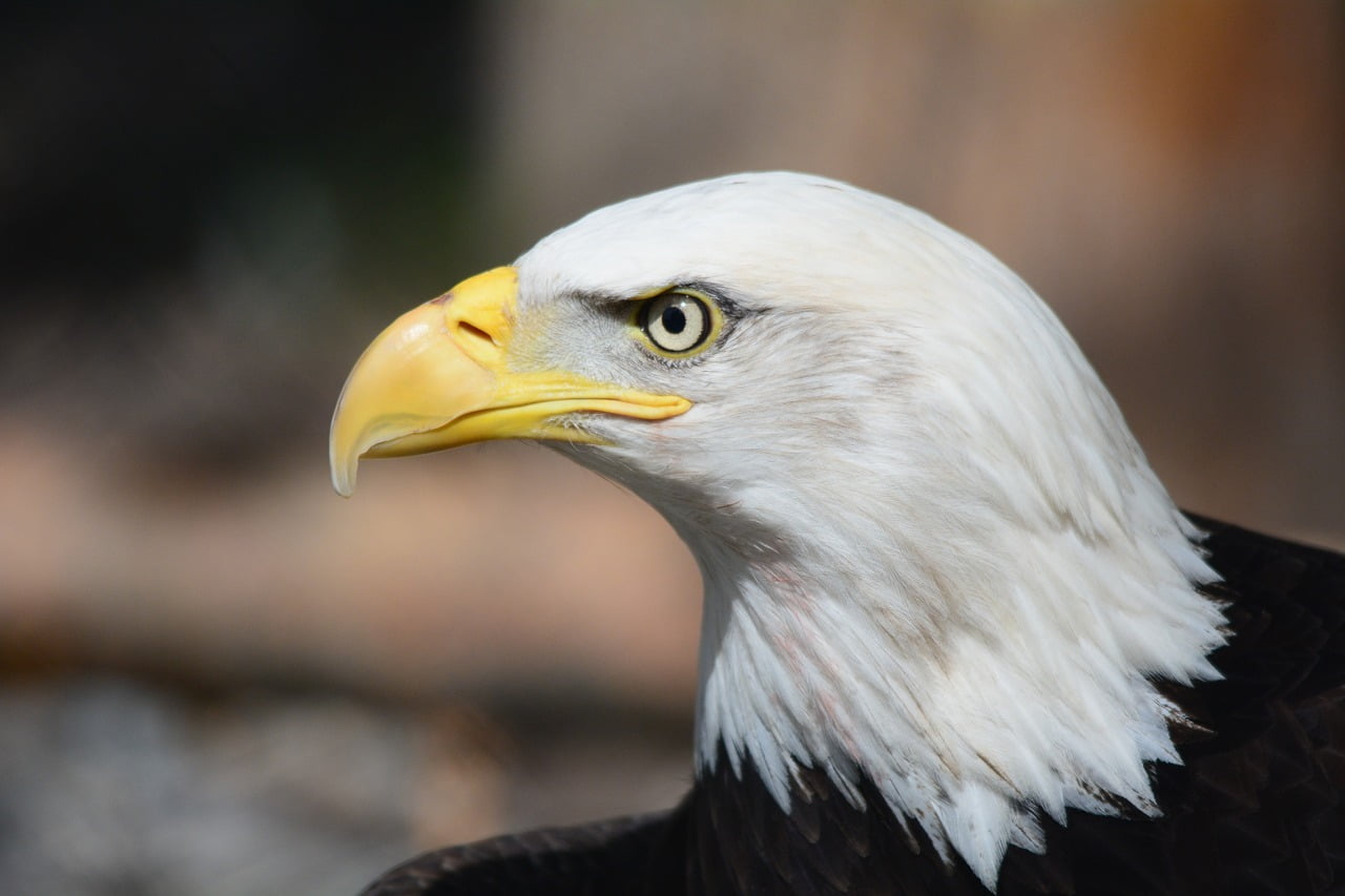 Aigle%20usa