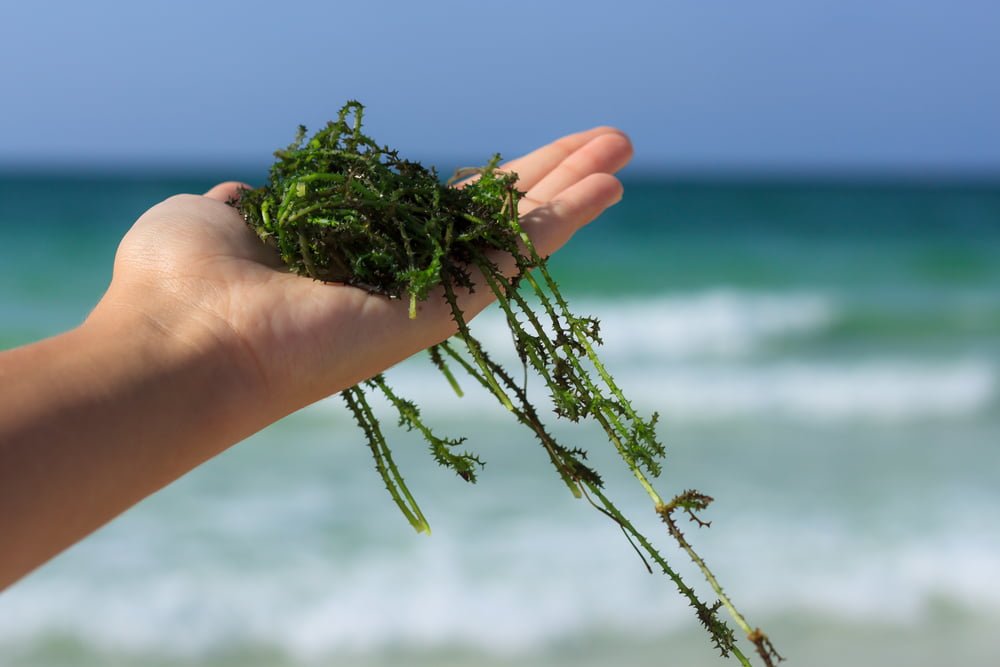 Algues Saint Malo Recyclage Plastique
