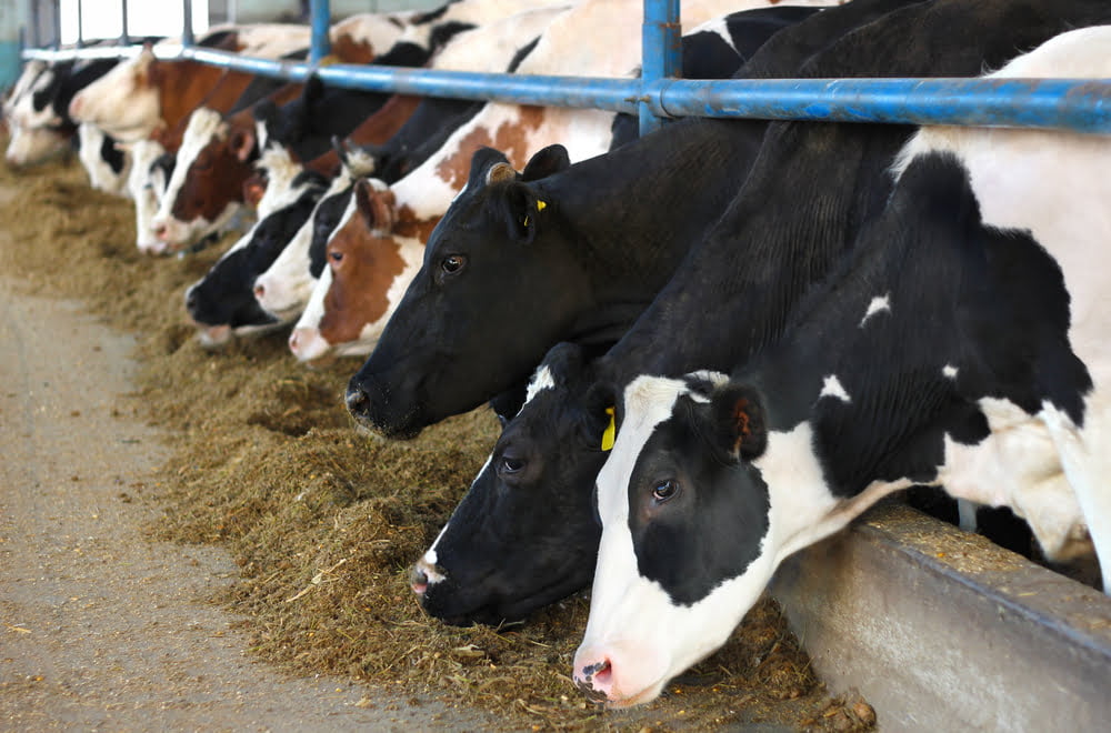 Allemagen France Elevage Schmidt Agriculture Crise