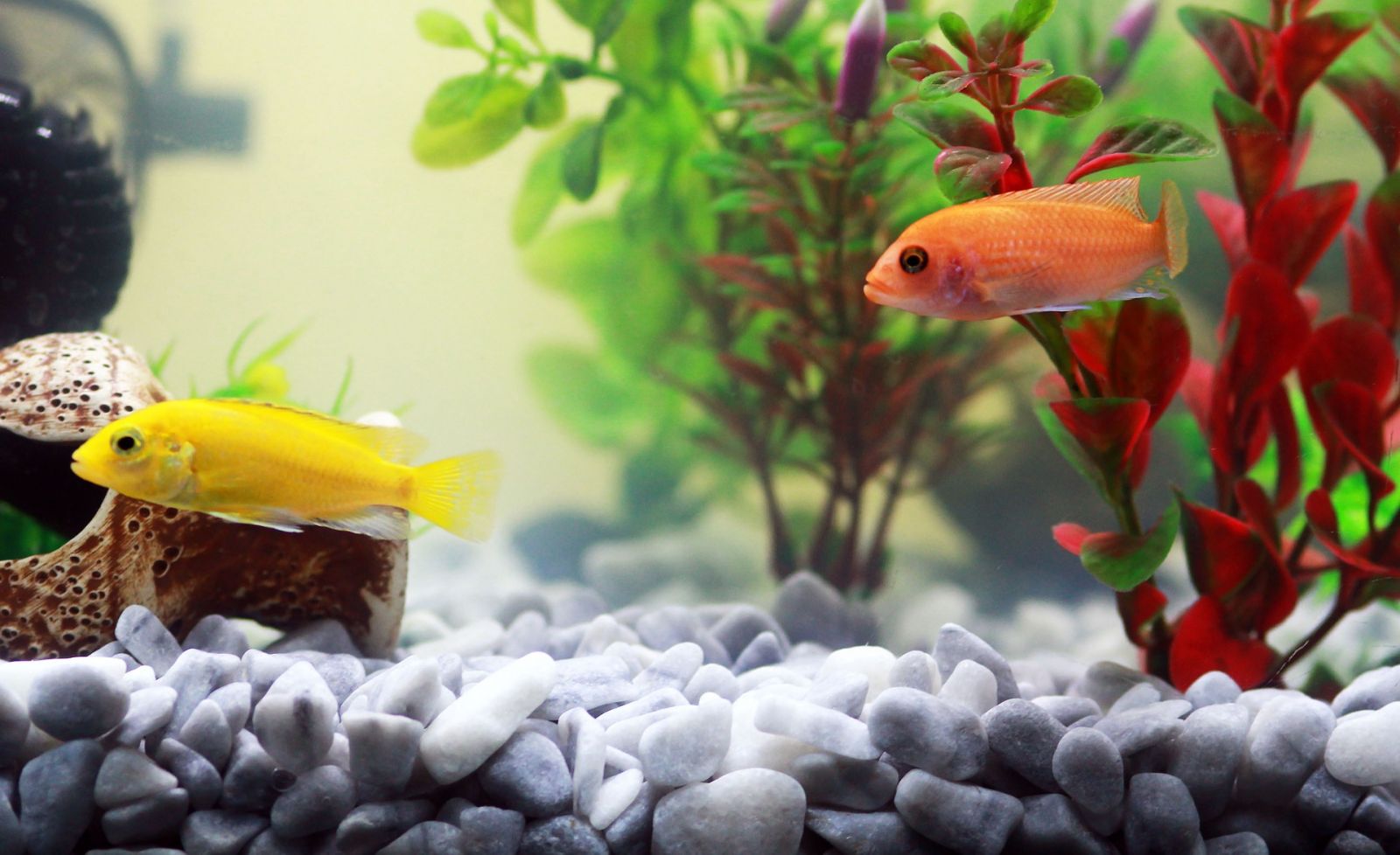 Aquarium Poisson Animaux