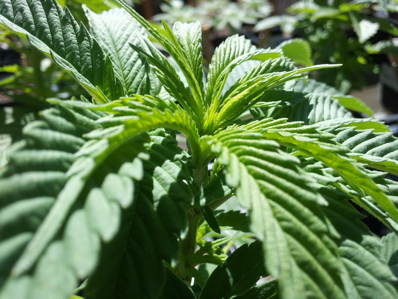 Cannabis Legalisation Circ