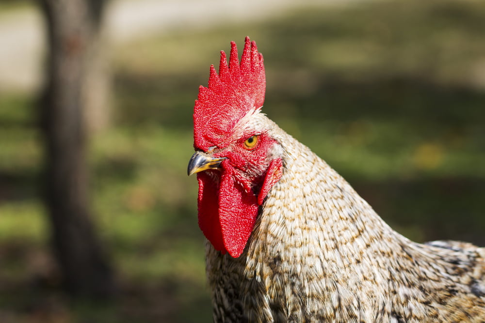 Cartel Poulet Autorite Concurrence Entente Prix Viande Volaille