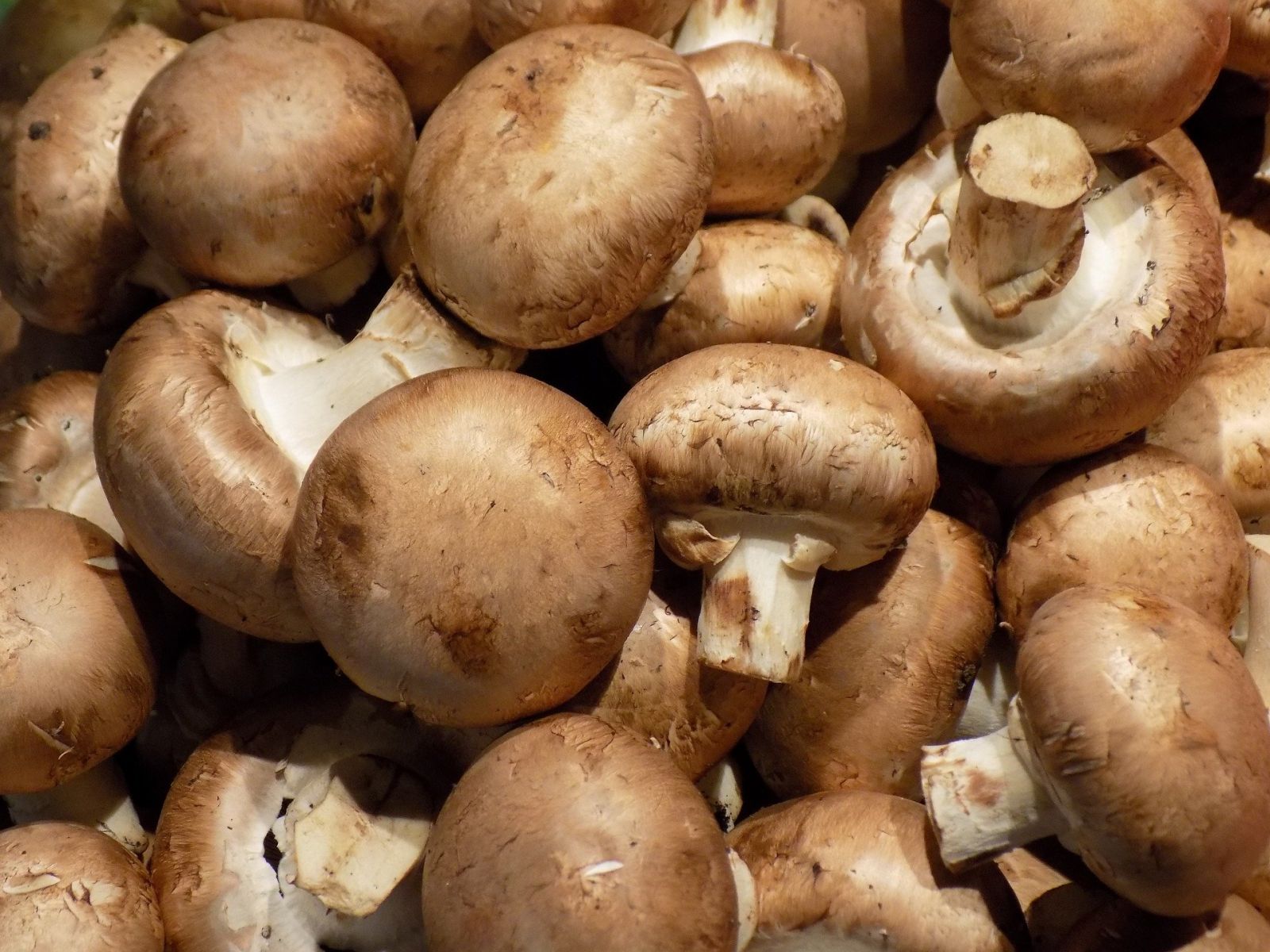 Champigons