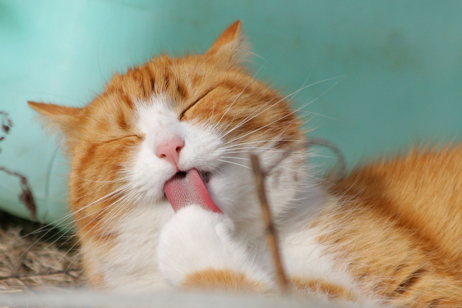 Chat Bercy France Lemaire Argent