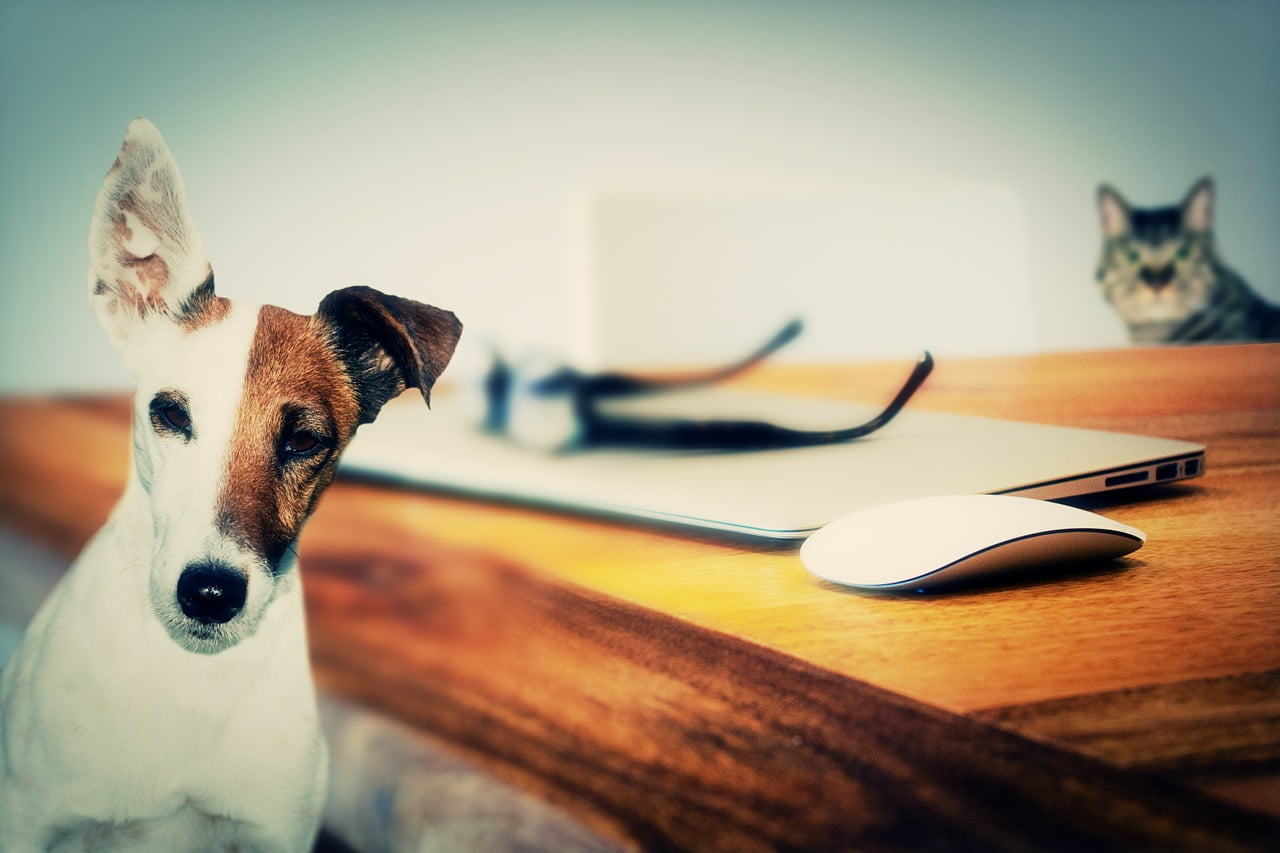 Chien%20chat%20assurance
