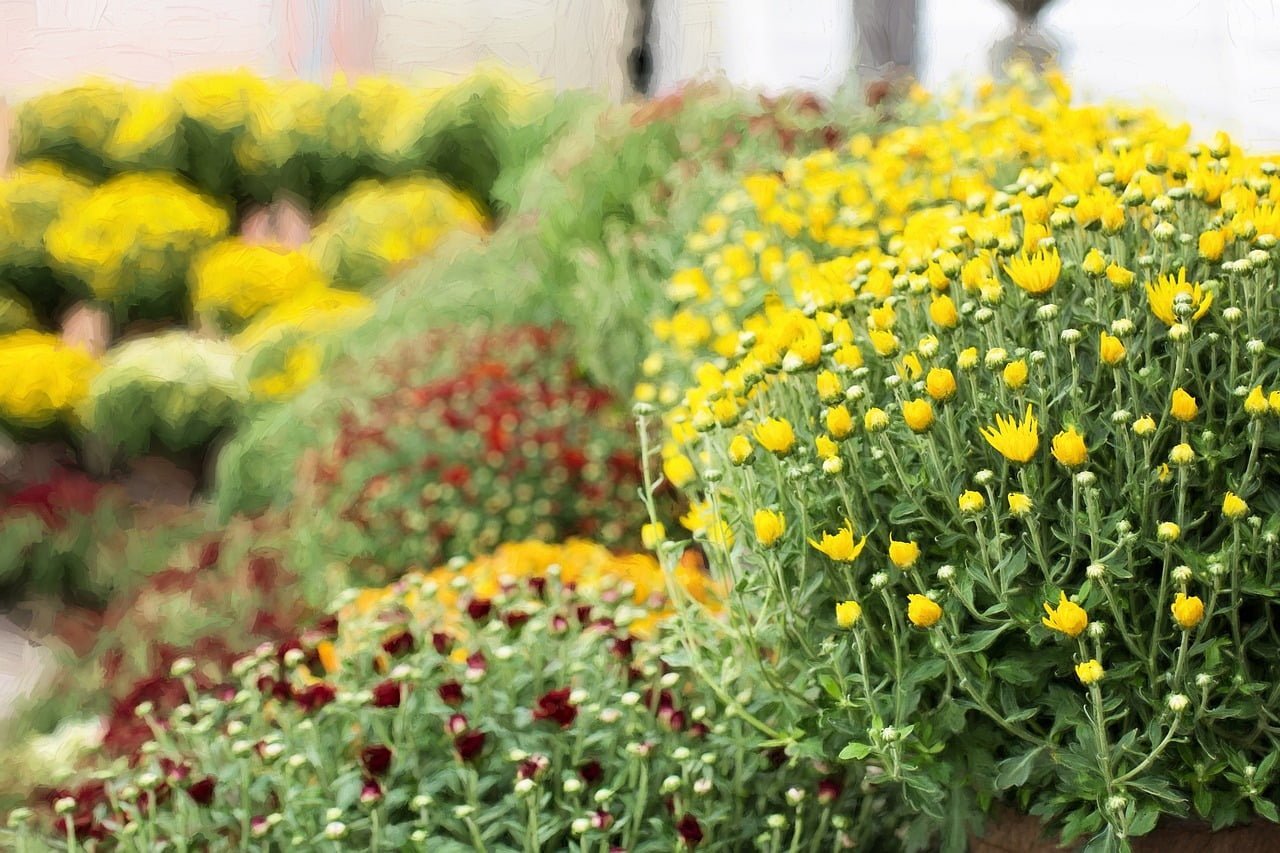 Chrysantheme Toussaint 2