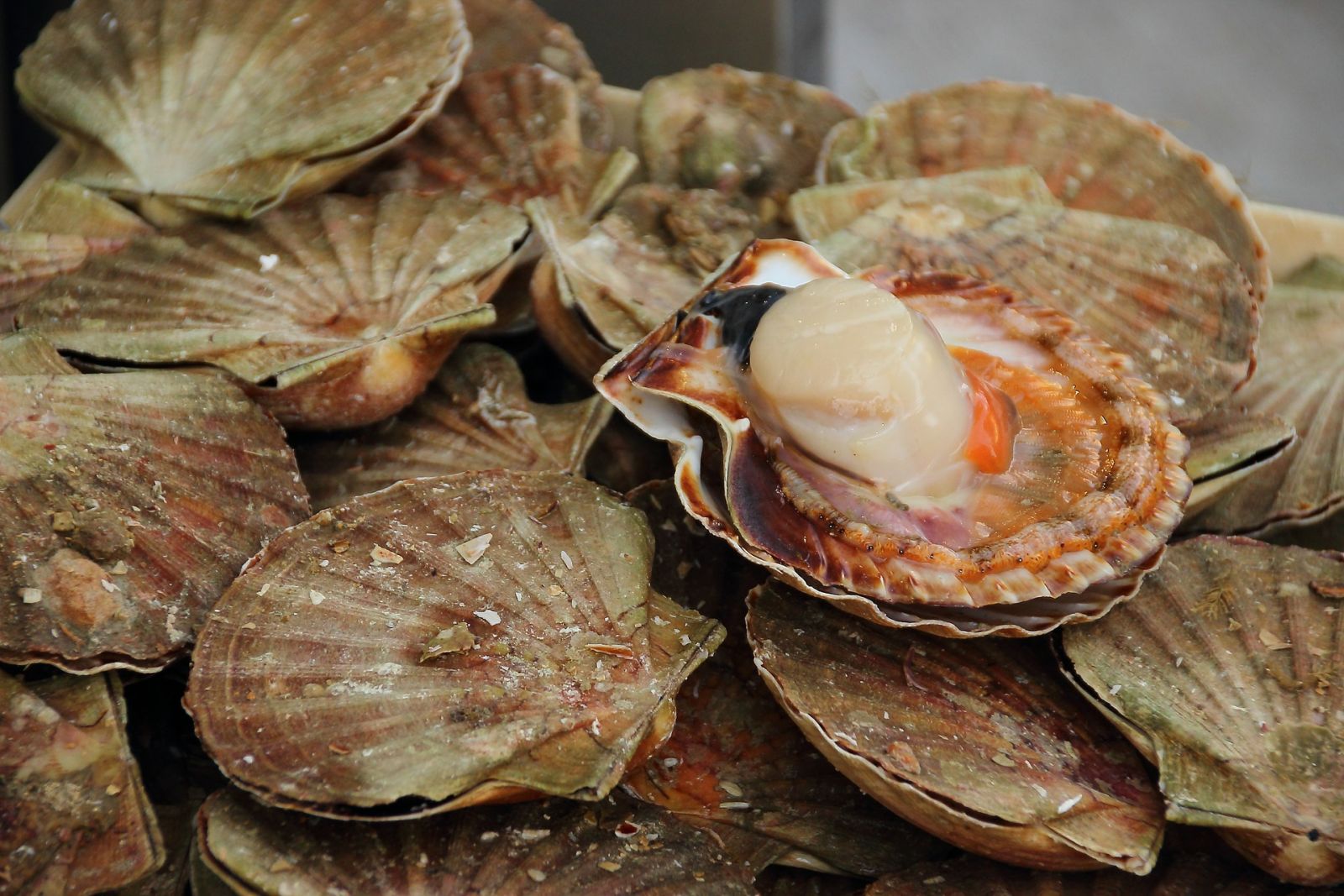 Coquille Saint Jacques