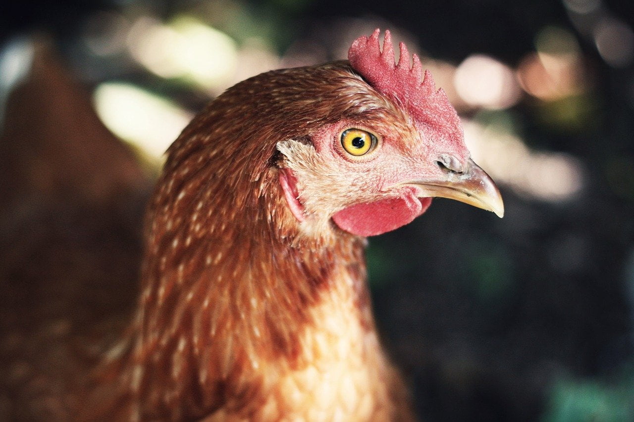 insolite-IA-poule-chercheurs-japonais-agriculture