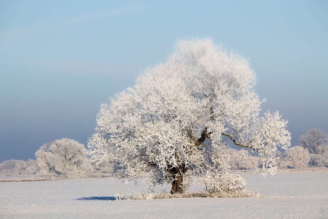 Electricite Hiver Froid Rte Distribution Disponibilite Energie