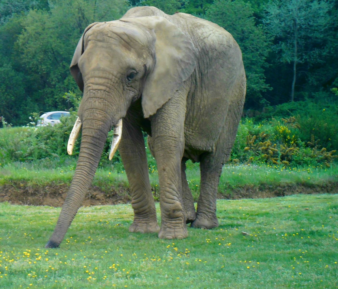 Elephant Planete Sauvage