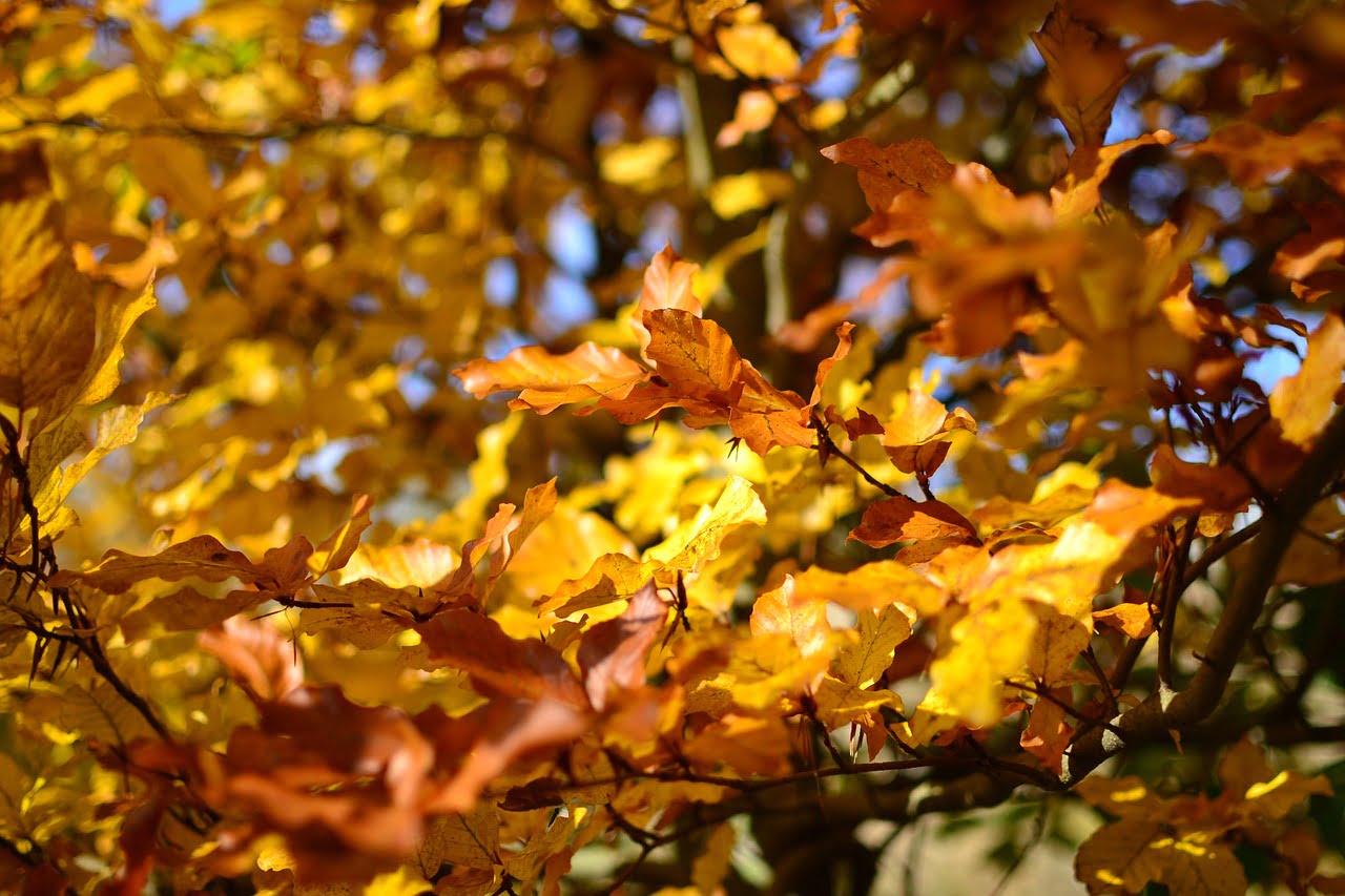 Feuilles Trains Sncf Danger Freinage Automne Retards