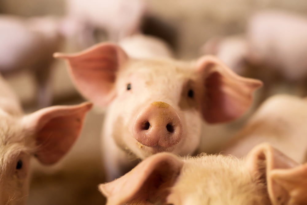Filiere Porc Elevage Technique Uberisation Nouvelles Technologies