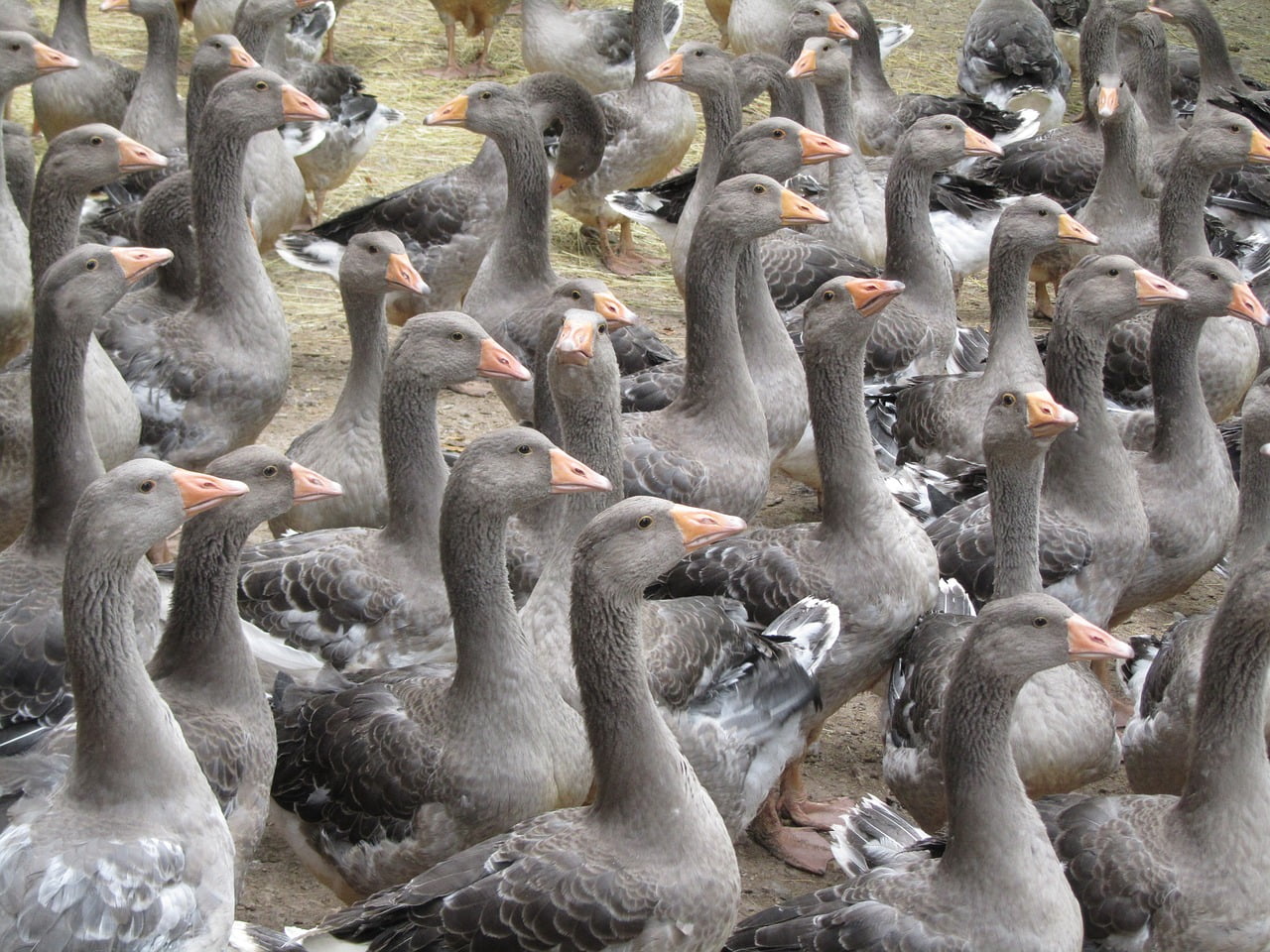 Foie Gras Vente Argent Producteurs Groupes Lutte Boycott