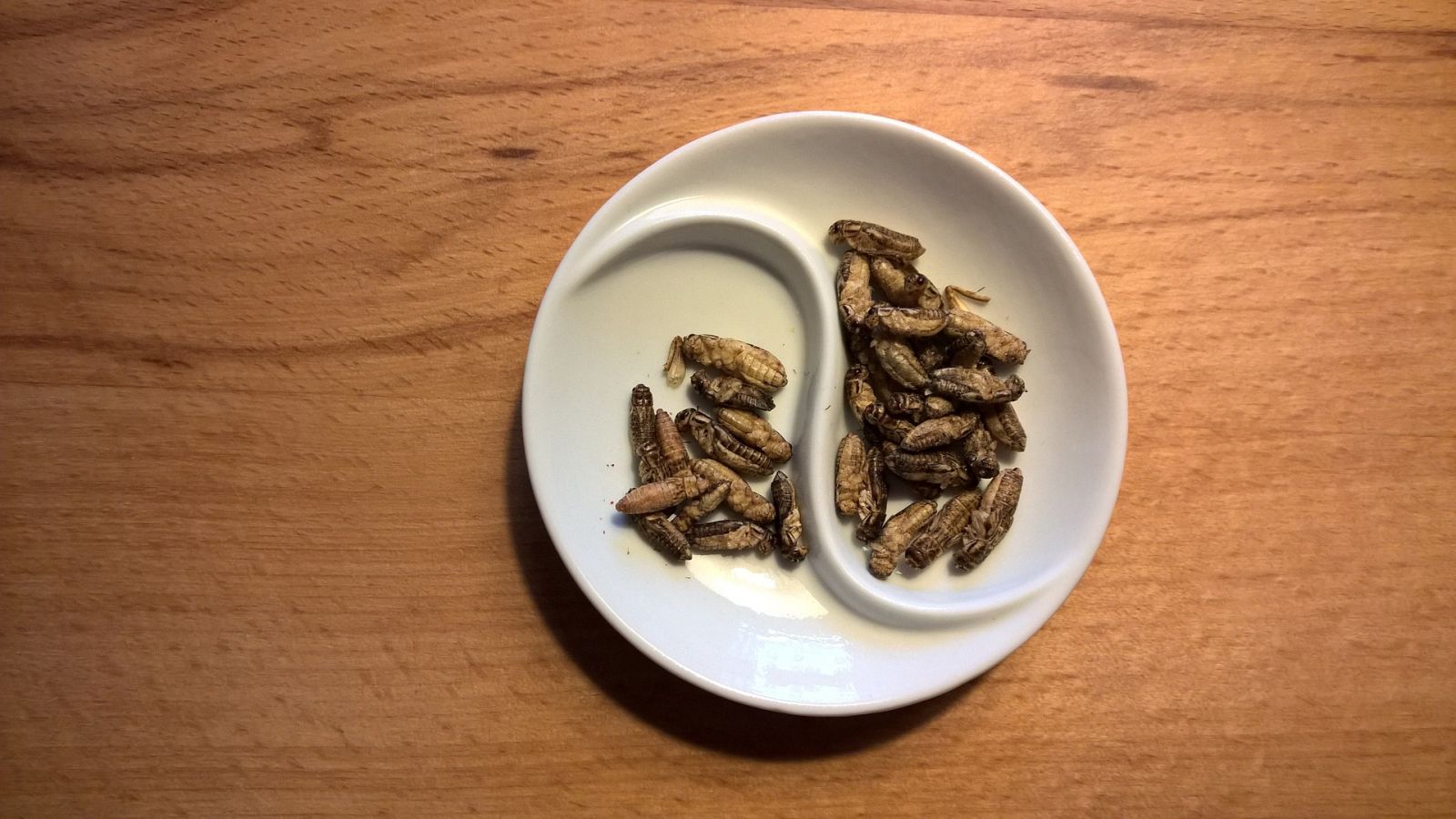 Hallowen Confine Pourquoi Pas Avec Des Insectes Place Bonbons