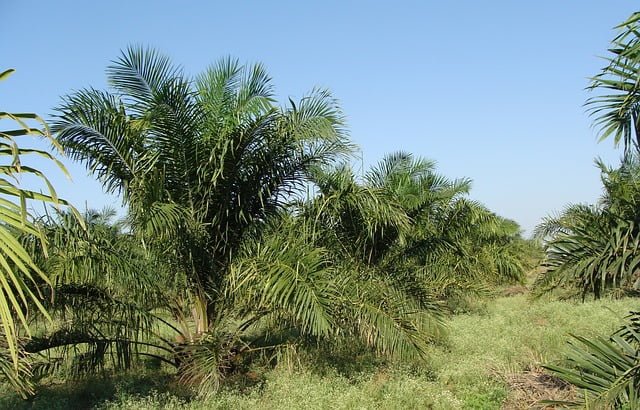 Huile De Palme Sante Ecologie