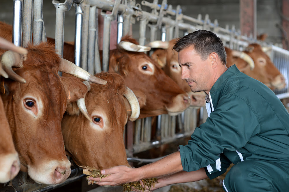 Insectes Alimentation Animale Elevegae Agriculture Proteines
