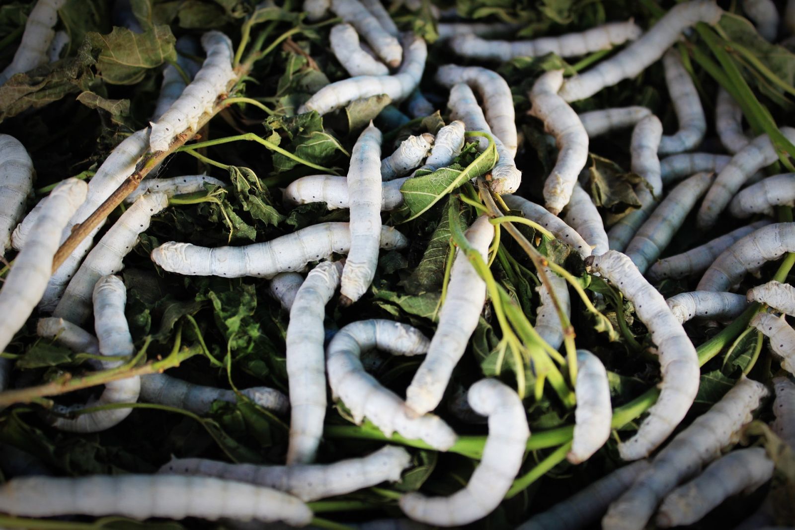 Insectes Consommation Humaine