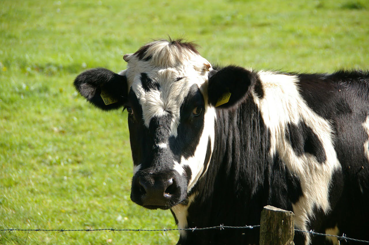 Lactalis Lait Crise Eleveurs Prix Achat