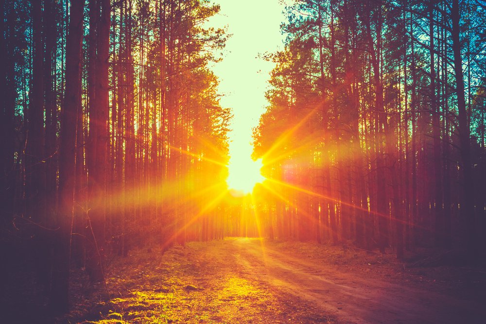 Nombre Arbres Terre Etude Yale Decompte Habitants Foret Ecologie
