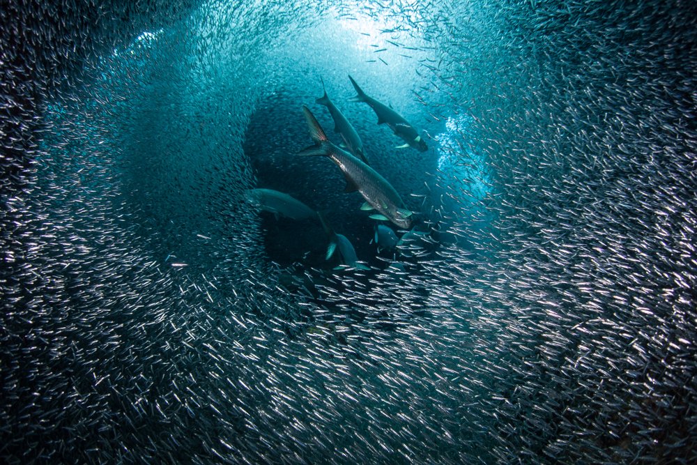 Oceans Protection Ecologie