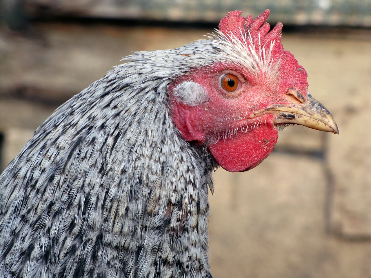 Poule Dechets Ecologie Menages Foyers Reductions Recyclage