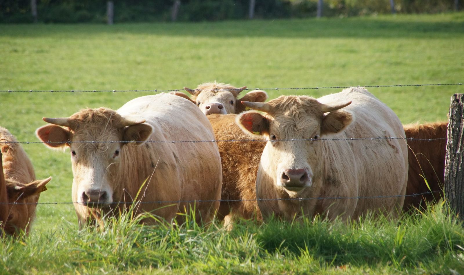 Prix Remuneration Agriculteurs Valeur Alimentation