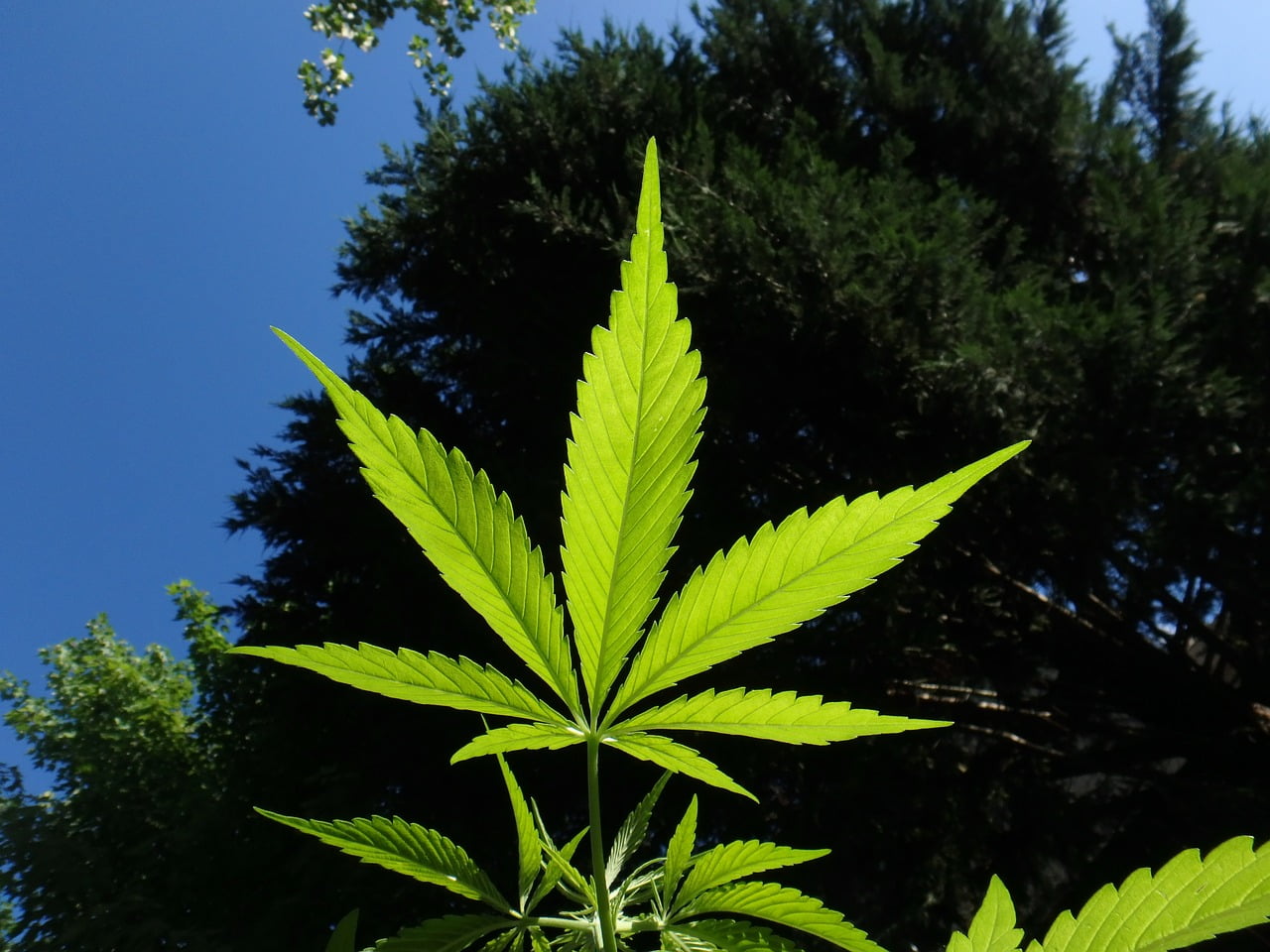 Production Personnelle Cannabis