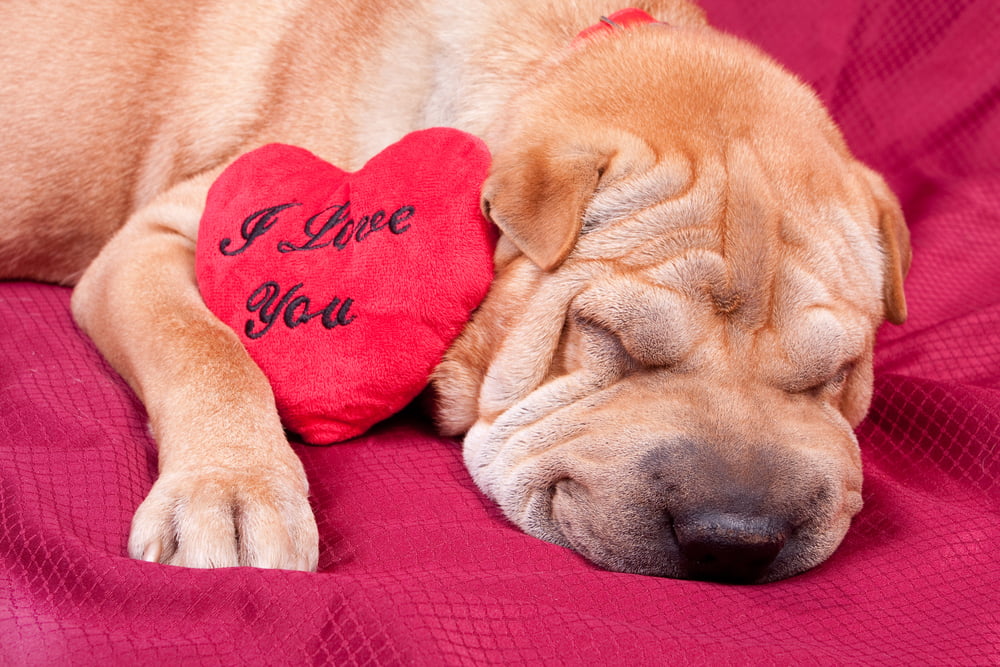 Saint Valentin Cute Chien Chat Business Animaux Usa