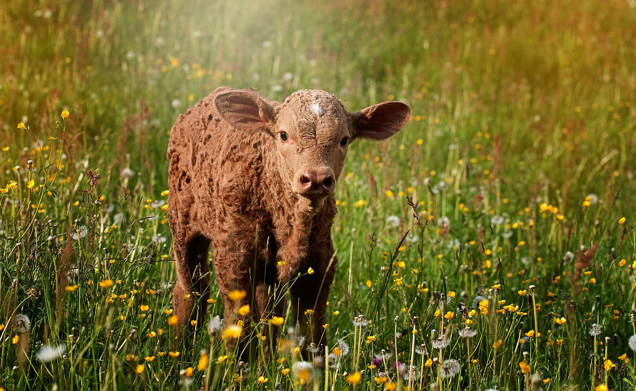 Salon Agriculture Succes 2