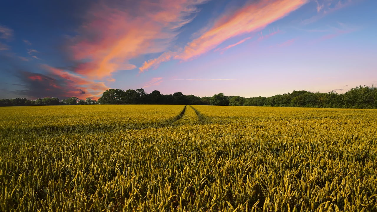 Soutien Public Agriculture Prix Secteur Alimentation Politique Agricole