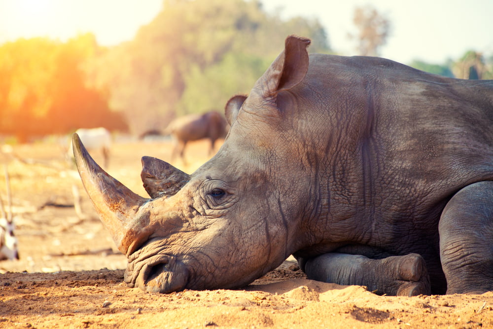 Surveillance Drone Rhinoceros Afrique Sud Projet