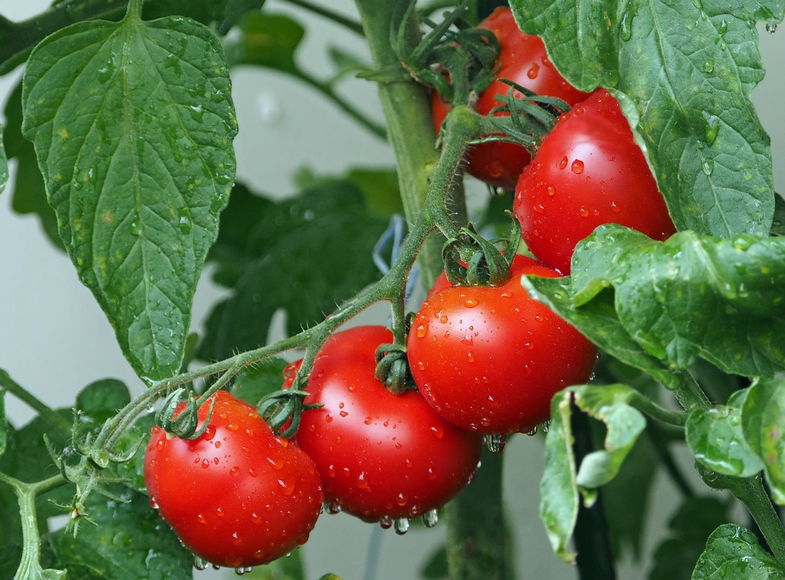 Tomatoes 1561565 1920