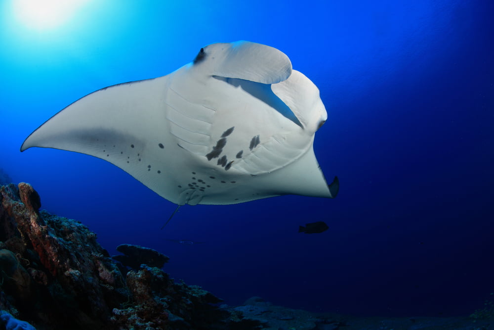 Valeur Nature Bbc Earth Index Insolite Internet Argent