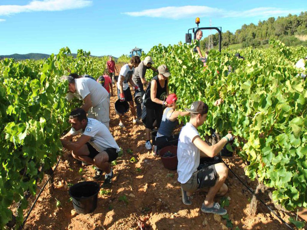 Vendanges