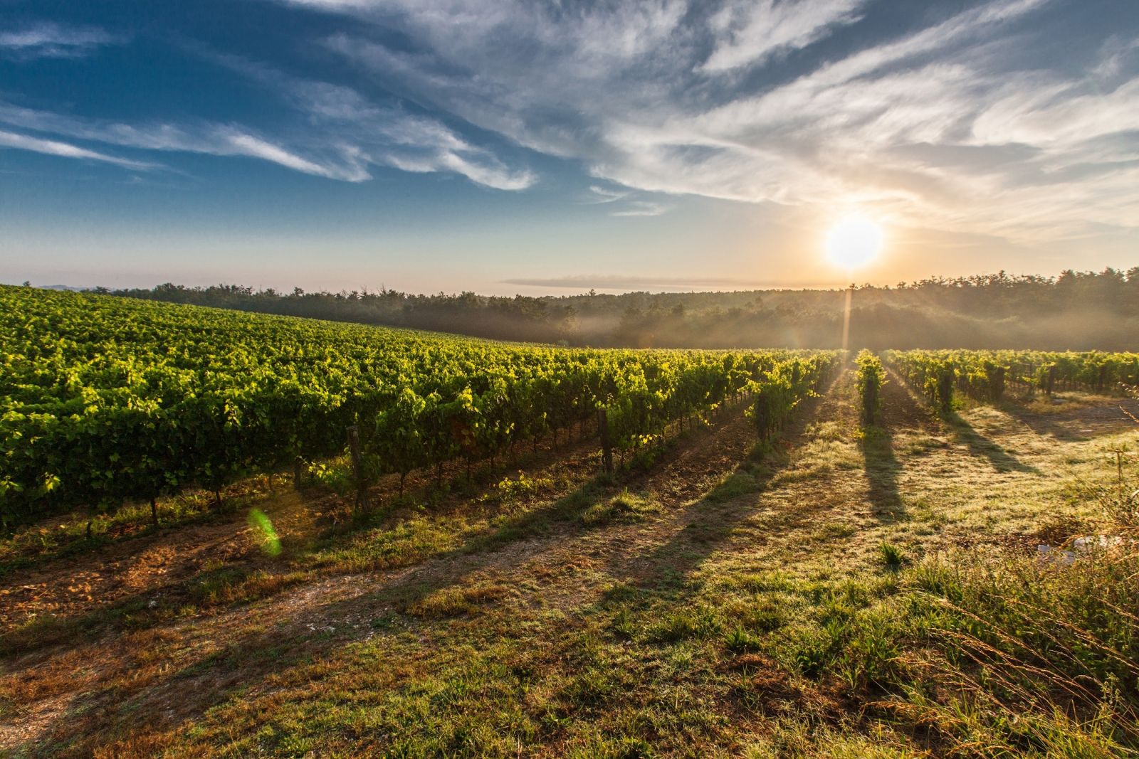 Vignoble Rose Provence