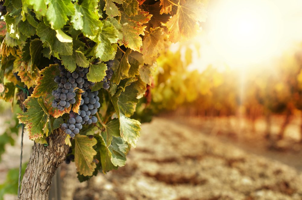 Vin Numero Un Mondial Italie Production France