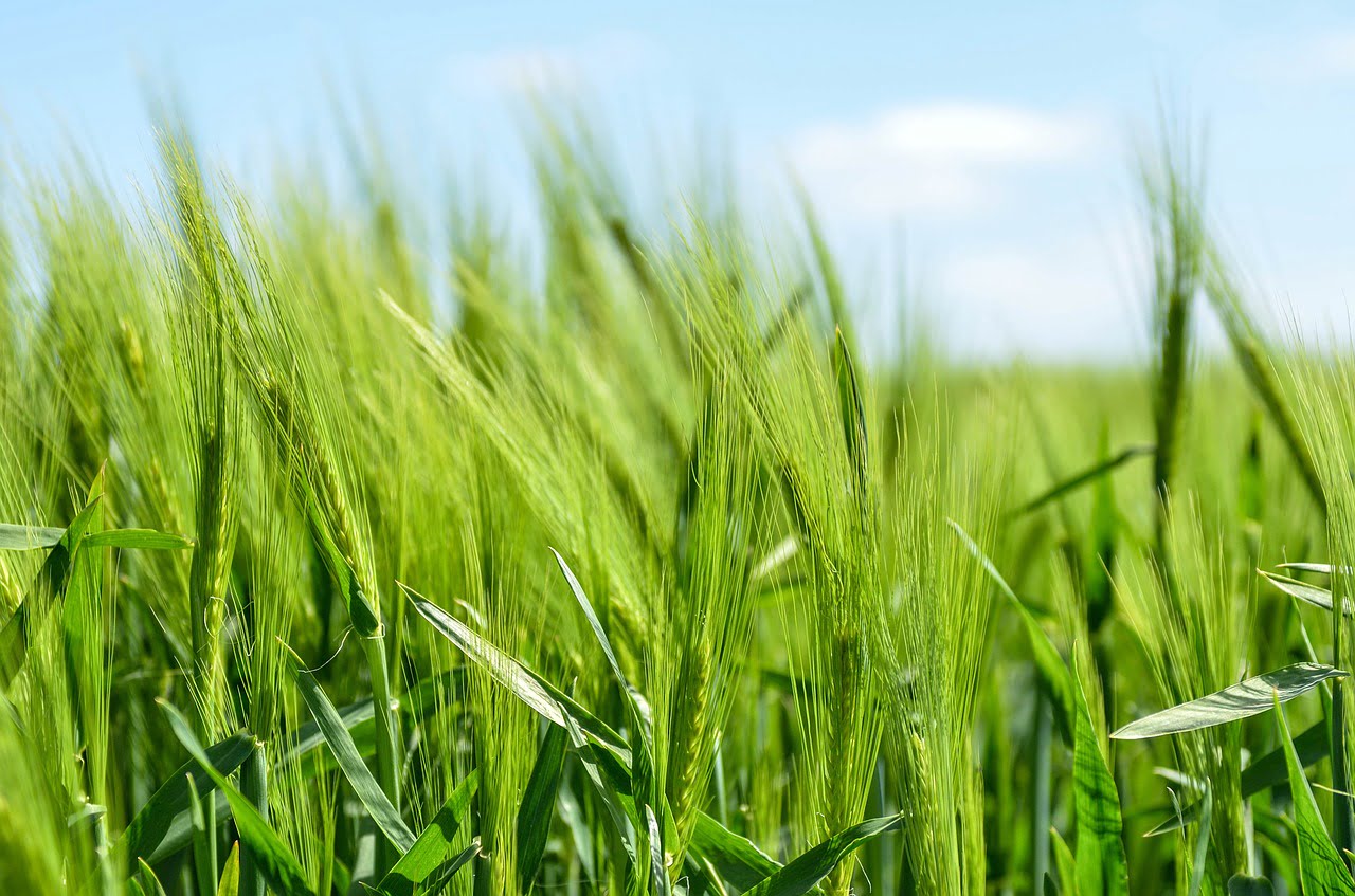 Wwf Fnsea Environnement Conflit Critique Ecologie Agriculture Pac