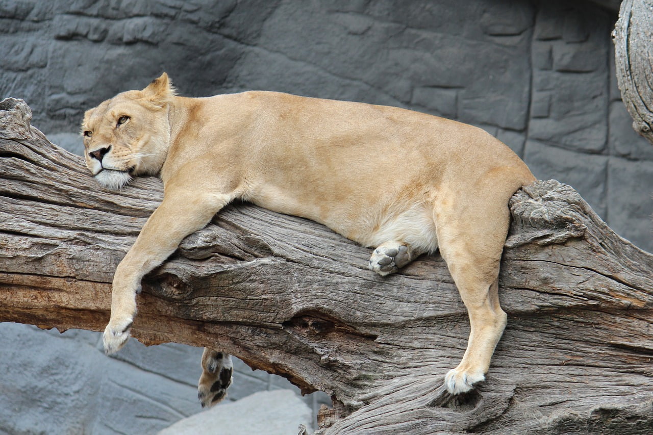 Zoo Floride Vente Immobilier Projet Animaux