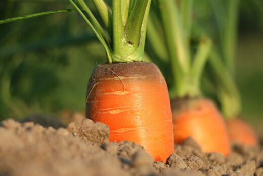 Agriculture Robot Europe Technologie Agricole