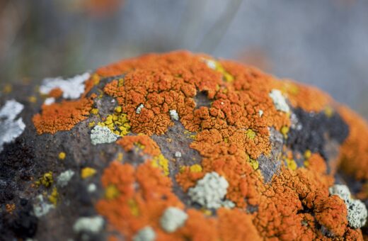 Champignons Recherche Europe Argiculure
