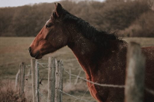 Loto Tirage Cagnotte Numéros Gagnants Cheval