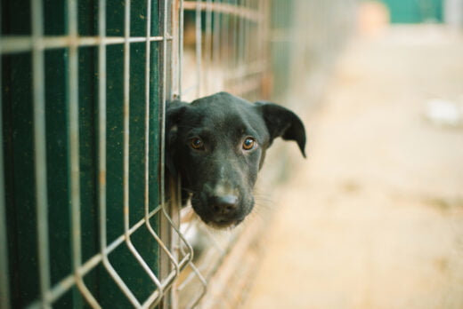 abandon animaux de compagnie
