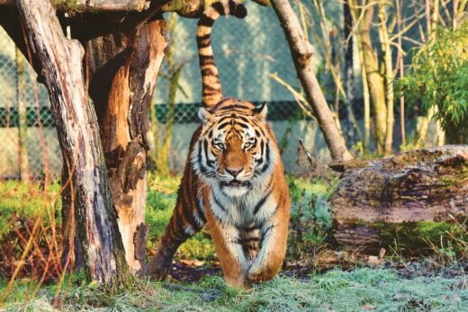 Euromillions Vendredi 26 Mai 2023 Tirage Cagnotte Zoo