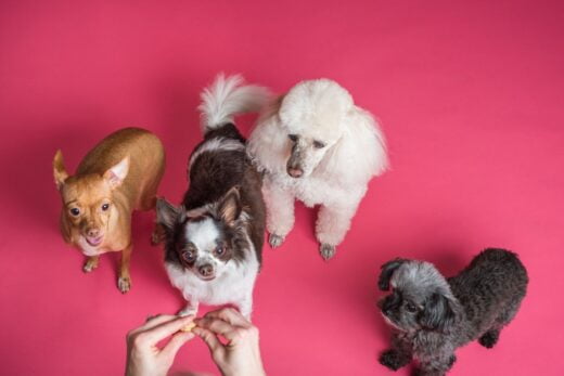 100 000 Euros De Salaire Pour Ce Dog Sitter Dexcellence