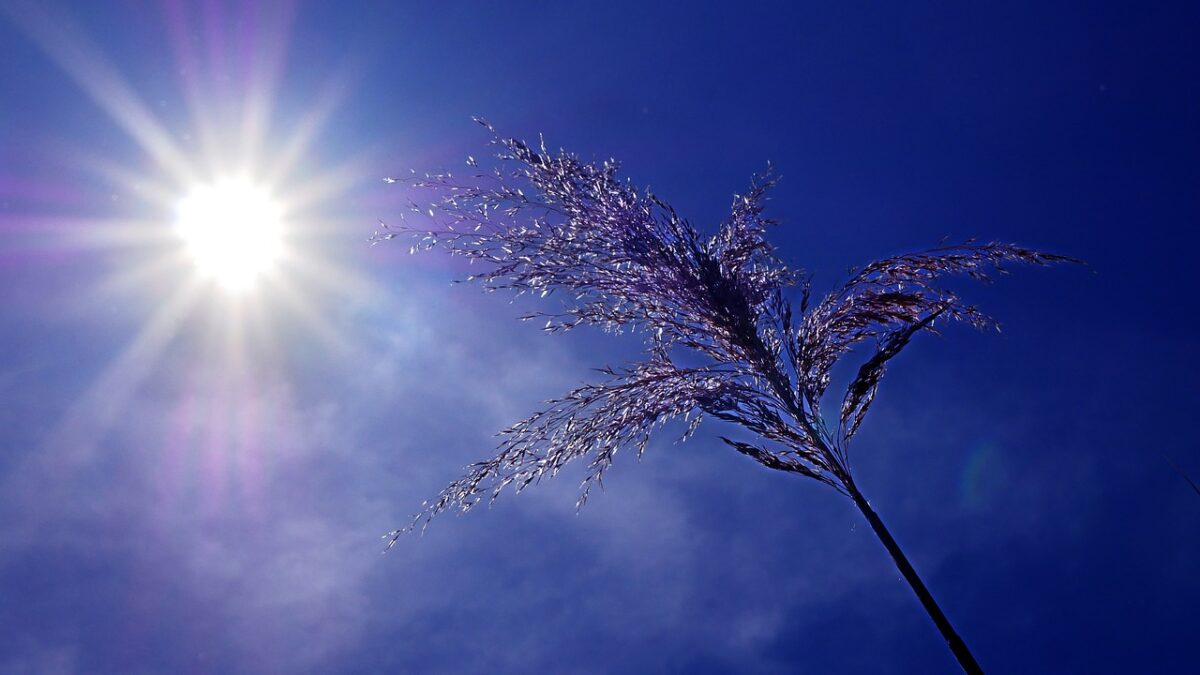 canicule-grosse-temperature-france