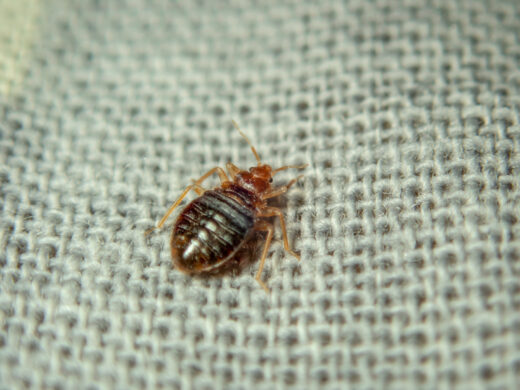 punaises de lit, insectes, France, salles de cinéma, lieux public, lieux privés, mairie de paris, piqûres, démangeaisons, TGV, hôpitaux