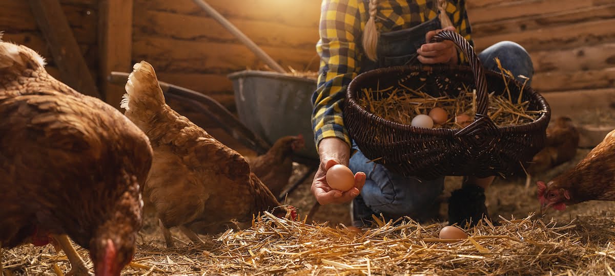 alerte, ARS, oeuf, poule, domestique, consommation, polluants, contamination