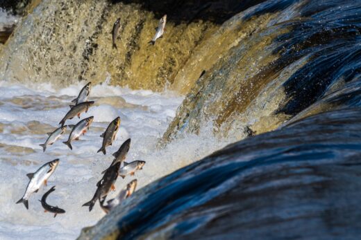 Dam Removal Europe, barrières fluviales, 2023, France, Europe, barrière, rivière, barrage fluvial, écosystème, environnement, suppression, UE, environnement, poisson, faune, flore, inondation